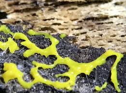 Attēlu rezultāti vaicājumam “Physarum daamsii spores”