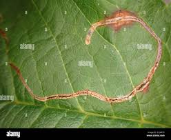 Attēlu rezultāti vaicājumam “Lyonetia clerkella”