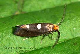 Attēlu rezultāti vaicājumam “Incurvariidae”