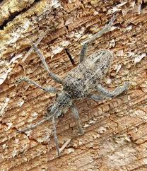 Attēlu rezultāti vaicājumam “Rhagium inquisitor”