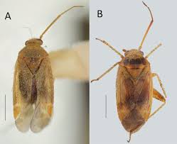 Attēlu rezultāti vaicājumam “Psallus sp.”