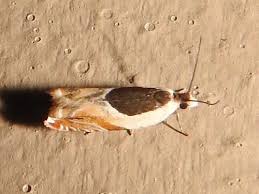 Attēlu rezultāti vaicājumam “Ancylis laetana”