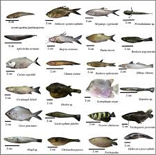 Image result for Crenimugil seheli