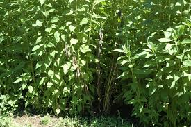 Attēlu rezultāti vaicājumam “Helianthus tuberosus leaf”