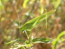 Attēlu rezultāti vaicājumam “Phaneroptera falcata”