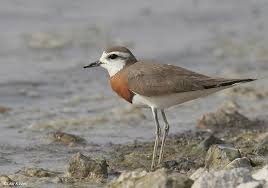 Image result for Charadrius asiaticus