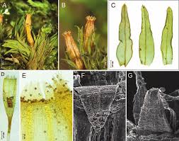 Attēlu rezultāti vaicājumam “Orthotrichum speciosum sporophyte”