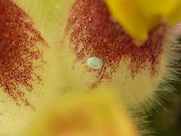 Attēlu rezultāti vaicājumam “Cupido minimus underside”