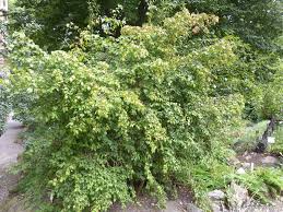 Attēlu rezultāti vaicājumam “Euonymus verrucosus”