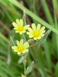 Attēlu rezultāti vaicājumam “Lactuca tatarica bud”