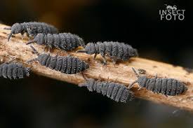 Attēlu rezultāti vaicājumam “Hypogastrura sp.”