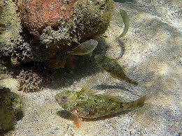 Image result for Sparisoma axillare