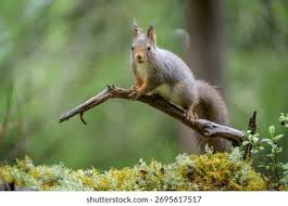 Attēlu rezultāti vaicājumam “Sciurus vulgaris”