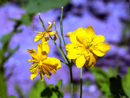 Attēlu rezultāti vaicājumam “Chelidonium majus flower”
