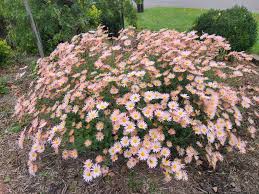 Image result for Chrysanthemum spectabile