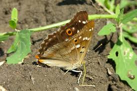 Attēlu rezultāti vaicājumam “Apatura ilia male”