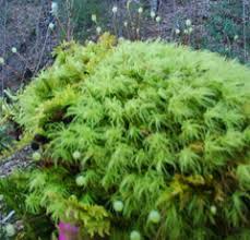 Attēlu rezultāti vaicājumam “Bartramia pomiformis sporophyte”