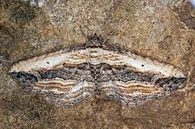 Attēlu rezultāti vaicājumam “Horisme vitalbata”