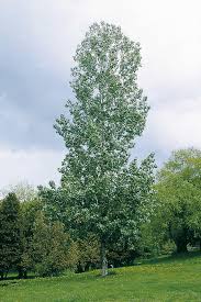 Attēlu rezultāti vaicājumam “Populus x lettland”