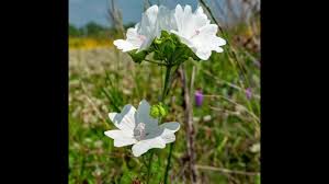 Attēlu rezultāti vaicājumam “Malva moschata alba fruit”