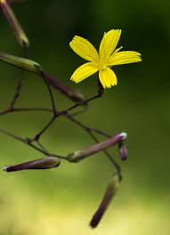 Attēlu rezultāti vaicājumam “Mycelis muralis”