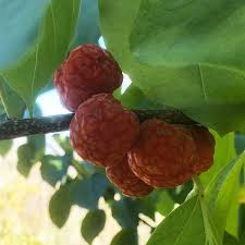 Attēlu rezultāti vaicājumam “Cinna latifolia fruit”