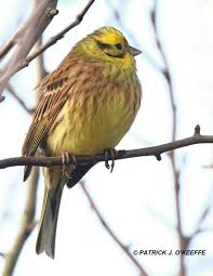Attēlu rezultāti vaicājumam “Emberiza citrinella juvenile”