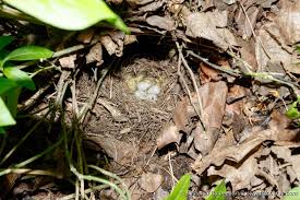Attēlu rezultāti vaicājumam “Motacilla alba nest”