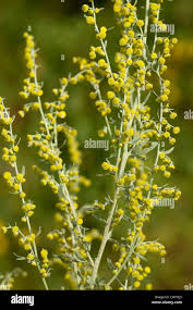 Attēlu rezultāti vaicājumam “Artemisia absinthium flower”