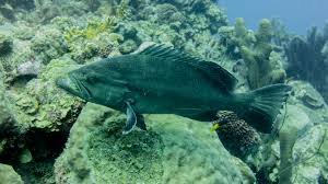 Image result for Mycteroperca interstitialis