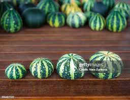 Attēlu rezultāti vaicājumam “Cucurbita pepo fruit”