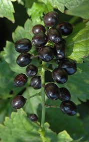 Attēlu rezultāti vaicājumam “Actaea spicata fruit”