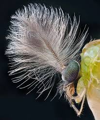 Attēlu rezultāti vaicājumam “Aphrophora nymph”