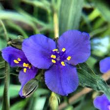 Attēlu rezultāti vaicājumam “Tradescantia virginiana flower”