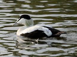 Attēlu rezultāti vaicājumam “Somateria mollissima”