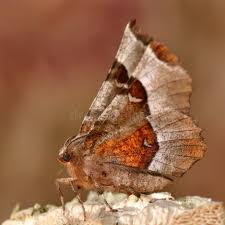 Attēlu rezultāti vaicājumam “Selenia tetralunaria”