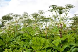 Attēlu rezultāti vaicājumam “Heracleum sphondylium subsp. sibiricum leaf”