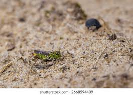 Attēlu rezultāti vaicājumam “Myrmeleotettix maculatus”