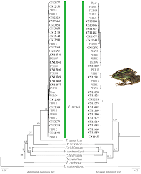 Attēlu rezultāti vaicājumam “Pelophylax juvenile”