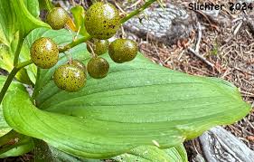 Attēlu rezultāti vaicājumam “Maianthemum bifolium fruit”