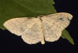 Attēlu rezultāti vaicājumam “Scopula floslactata imago”