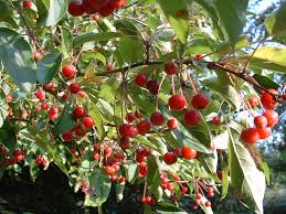 Attēlu rezultāti vaicājumam “Malus baccata fruit”
