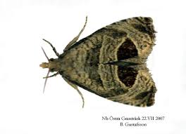 Attēlu rezultāti vaicājumam “Notocelia uddmanniana”