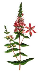 Image result for Lythrum salicaria