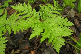 Attēlu rezultāti vaicājumam “Botrychium virginianum”