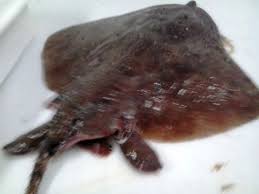 Image result for Amblyraja radiata