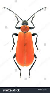 Attēlu rezultāti vaicājumam “Pyrochroa coccinea”