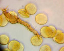 Attēlu rezultāti vaicājumam “Trichia longipalpis sessile”