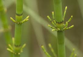 Attēlu rezultāti vaicājumam “Equisetum fluviatile”