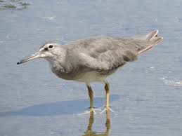 Image result for Tringa brevipes